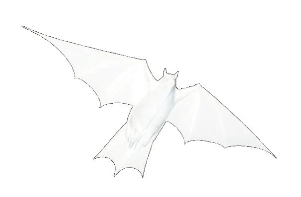 SNED logo